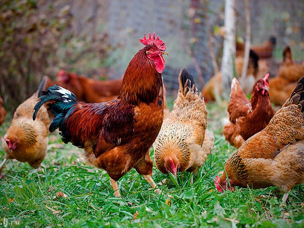Породы куриц | ЗооТом - продажа, вязка и услуги для животных в Плесе