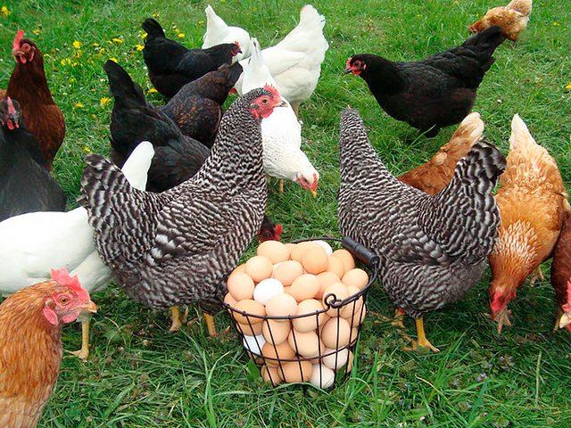 Содержание кур и уход за ними | ЗооТом - продажа, вязка и услуги для животных в Плесе