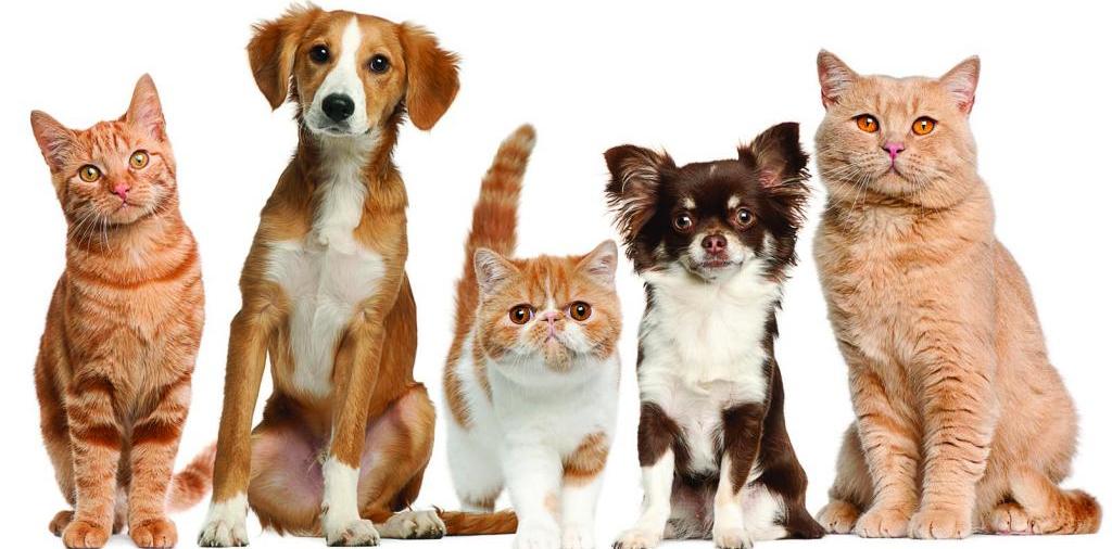 Доска объявлений о животных | ЗооТом - продажа, вязка и услуги для животных в Плесе