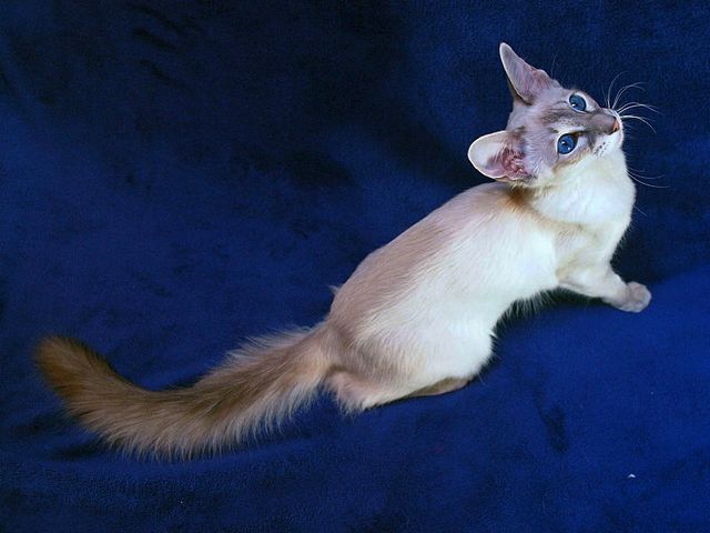 Выведенные породы кошек в Плесе | ЗооТом портал о животных