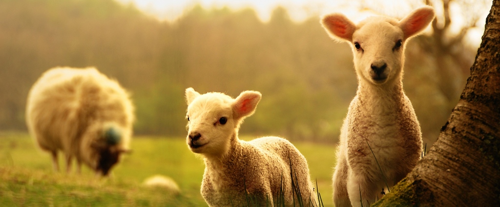 Объявления о сельскохозяйственных животных | ЗооТом - продажа, вязка и услуги для животных в Плесе
