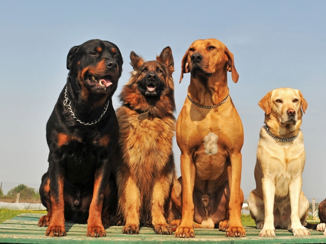 Крупные породы собак в Плесе | ЗооТом портал о животных