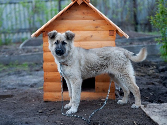 Все о собаках в Плесе Все о собаках в Плесе